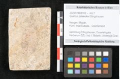 Foto (Objekt + Etikett) von Quercus palaeoilex Ettingshausen (NHMW-GEO-2024-0188-8102)